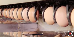 Egg Packing Machines